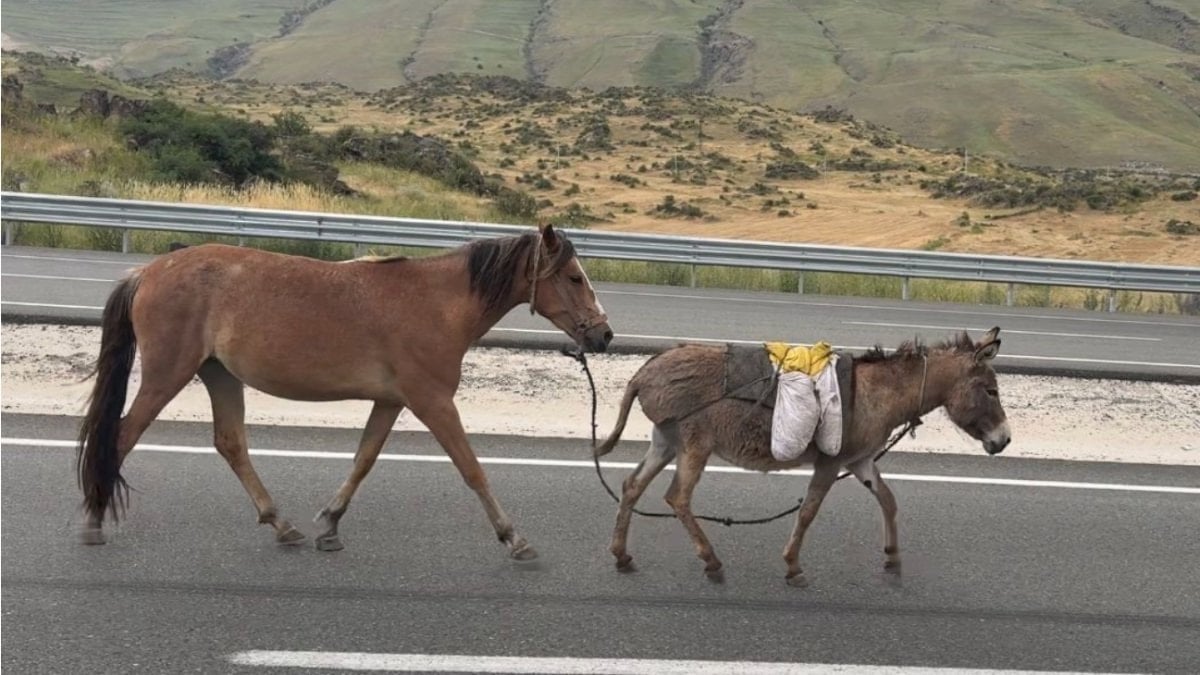 TÜİK verileri ortaya koydu: At, eşek ve katır sayısı geriliyor