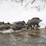 Tunceli’de Yaban Hayvanları Kar Altında Zorluk Çekiyor