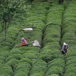 Türk çayının ihracat geliri yüzde 66’lık sıçrama gösterdi