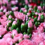 Türkiye’den 2025’te 83 ülkeye çiçek ihracatı yapıldı