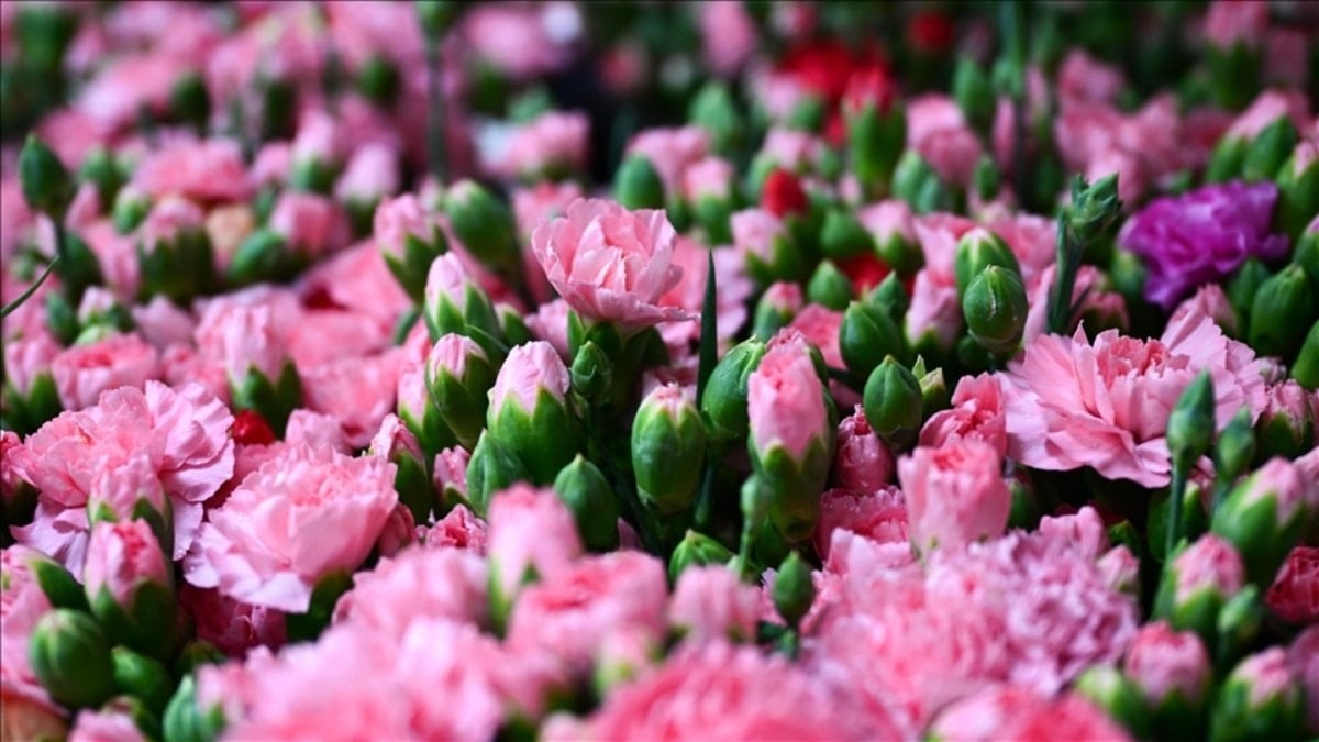 Türkiye’den 2025’te 83 ülkeye çiçek ihracatı yapıldı