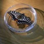 Uzayda Kelebek Hayata Döndü