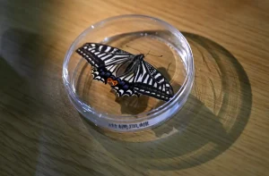 Uzayda Kelebek Hayata Döndü