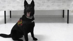 Van’da İranlı yolcu 510 gram eroin ile yakalandı