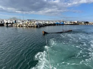 Yalova’da Denizden Ağaç Gövdesi Çıkartıldı