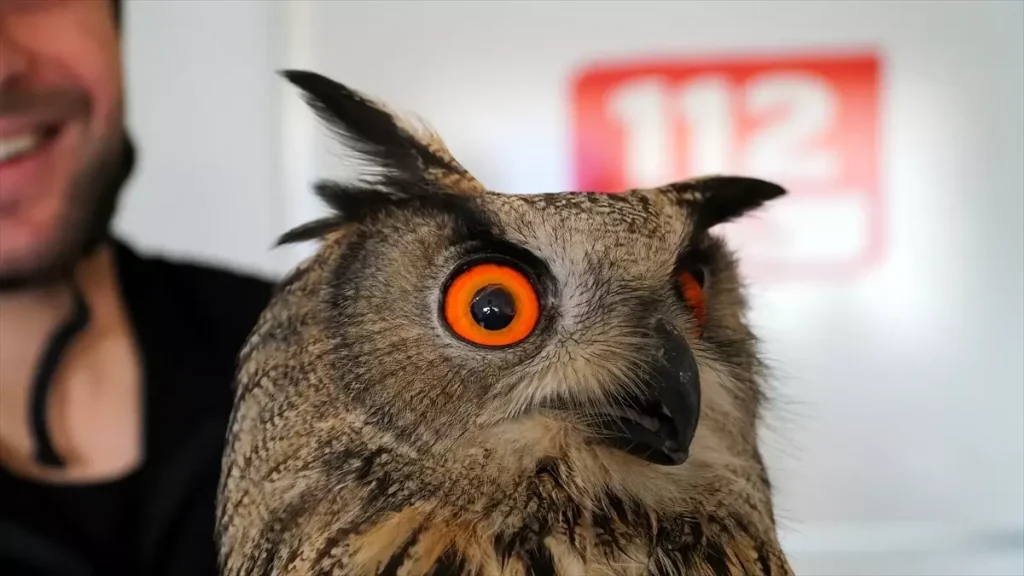 Yaralı Puhu Kurtarıldı