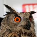 Yaralı Puhu Kurtarıldı