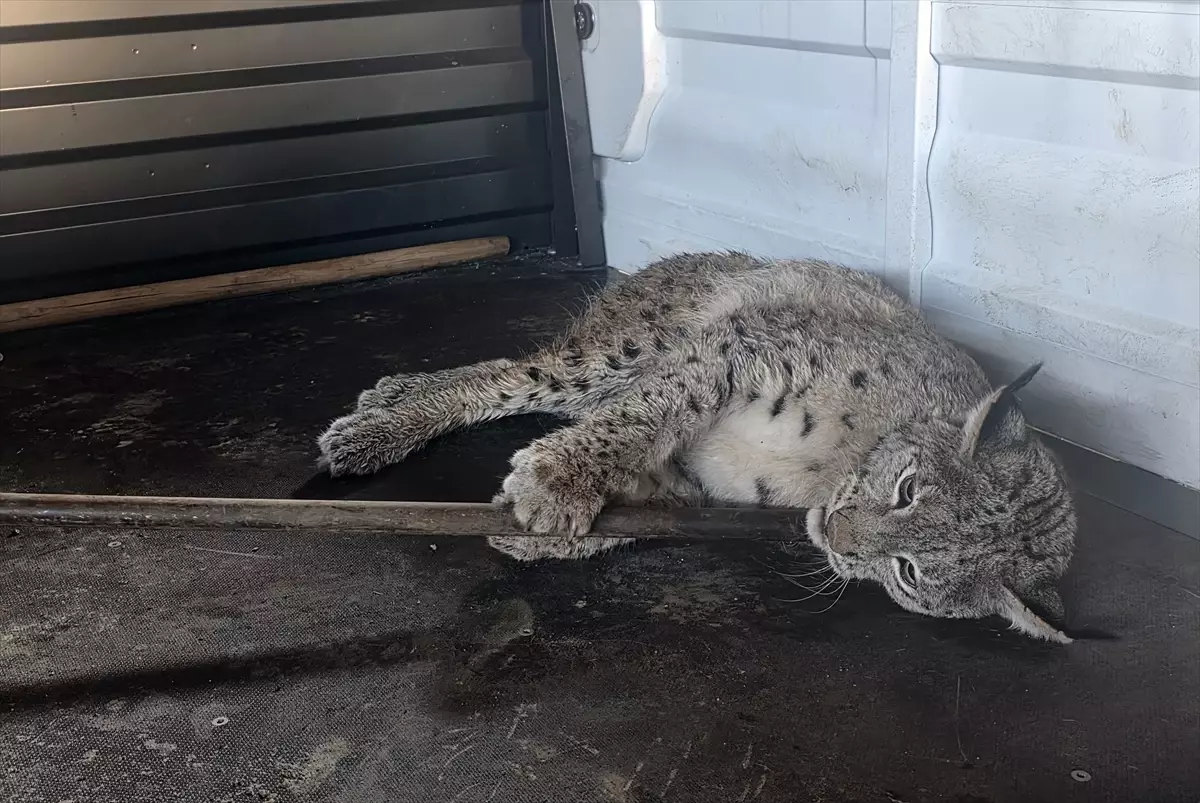 Yaralı Vaşak Tedavi Altına Alındı