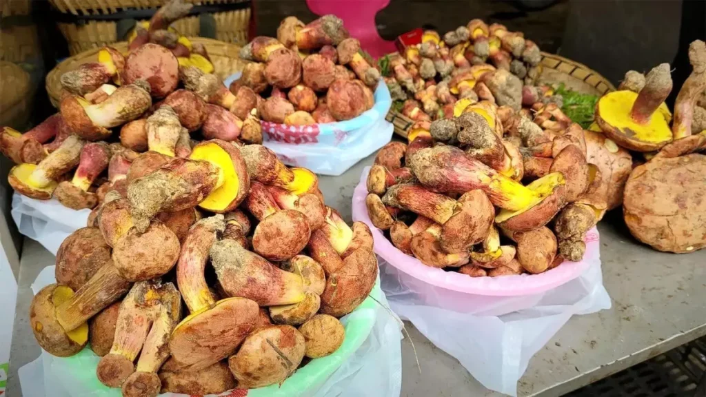 Yunnan’daki Mantarın Halüsinasyon Etkisi