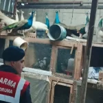 Adapazarı’nda Hayvan Kaçakçılığı Operasyonu