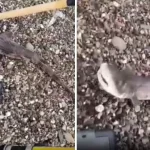 Amatör balıkçıların oltasını yavru köpek balığı takıldı