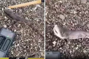 Amatör balıkçıların oltasını yavru köpek balığı takıldı