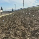 Antakya’da Depremde Kaybedilen Öğretmenler Anısına Zeytin Fidanı Dikimi