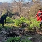 Bodrum’da Kuyuya Düşen Buzağı Kurtarıldı
