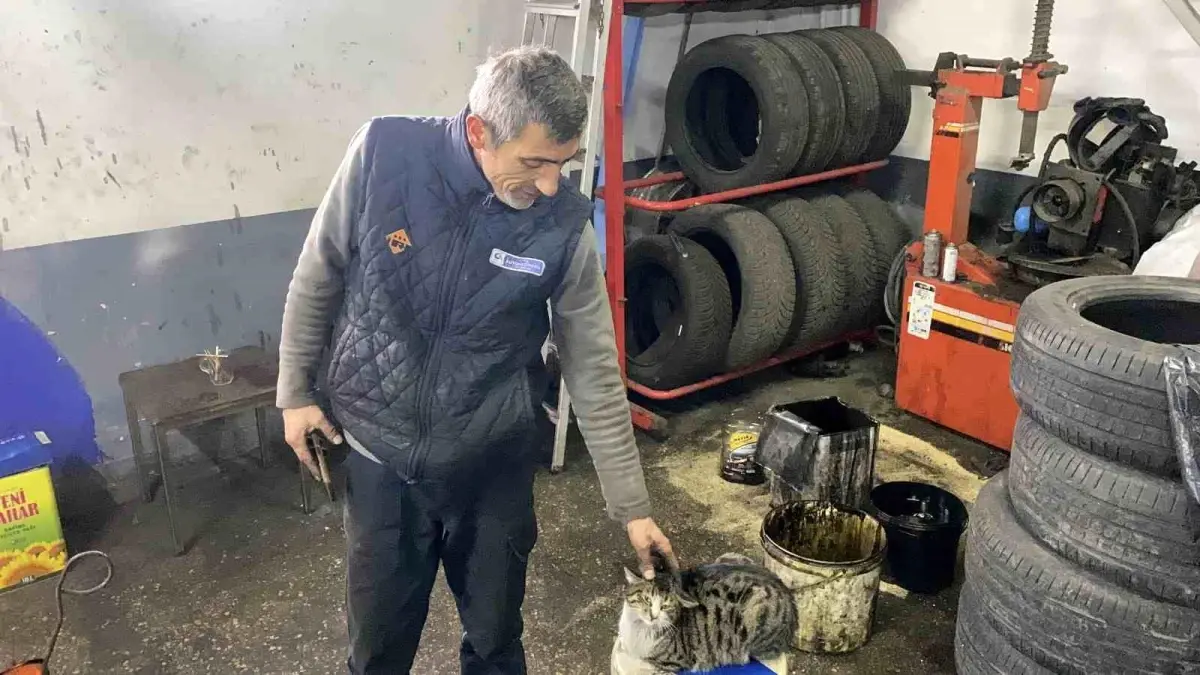 Bolu’da Oto Servisinin Kedisi ‘Şıkkıdı’ İşe Yaramaz Bir Yardımcı
