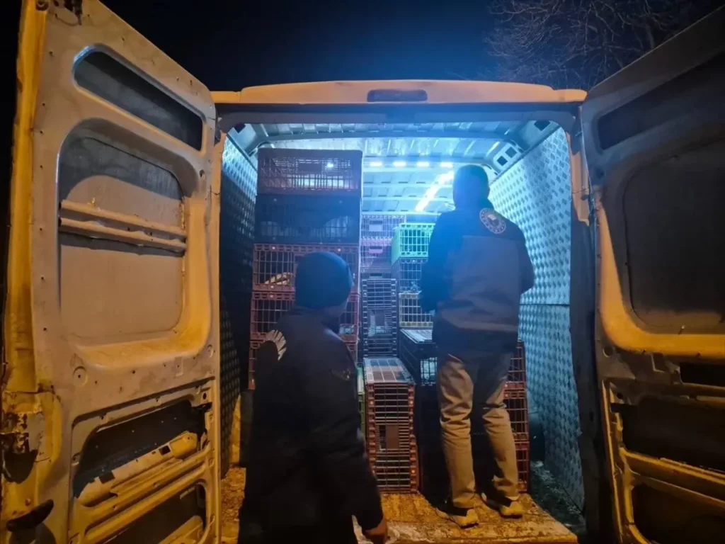 Bozüyük’te 1265 Kanatlı Hayvana El Konuldu