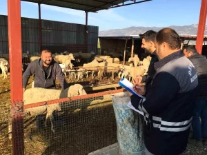 Denizli’de Hayvancılıkta Tarihi Başarılar