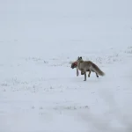 Doğu Anadolu’da Kar Yağışı Etkili Oldu