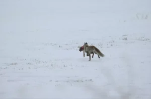 Doğu Anadolu’da Kar Yağışı Etkili Oldu