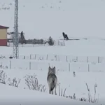 Göle’de Kurtlar Dronla Görüntülendi