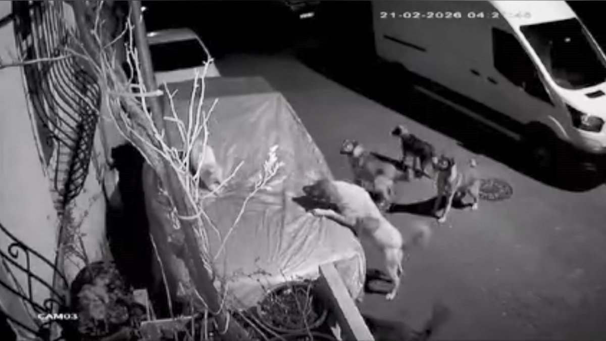 İstanbul’un 2 ilçesinde köpeklerin saldırısını güvenlik kamerası kaydetti