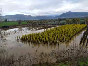 İzmir’de Sağanak Yağış Hayatı Felç Etti