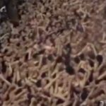 Japonya’da 500 yılı aşkın, çıplaklar festivali geleneği