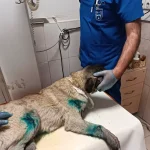 Kamyonete Bağlanan Köpek Kurtarıldı