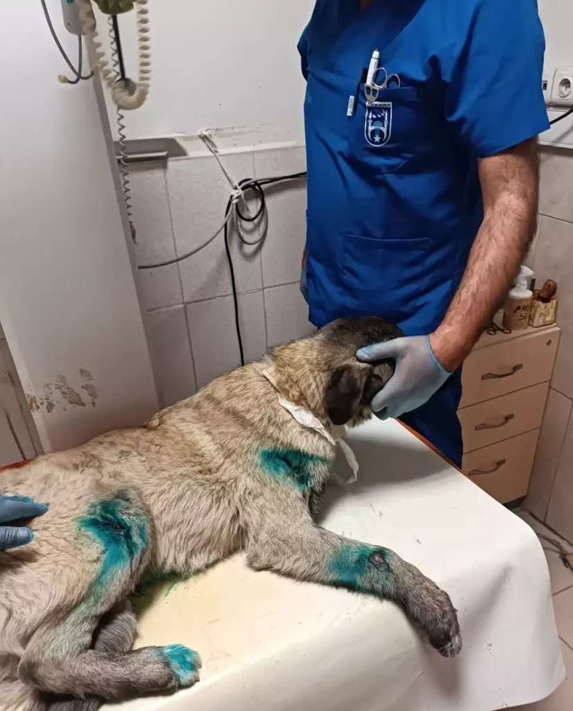 Kamyonete Bağlanan Köpek Kurtarıldı