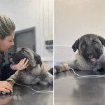 Kamyonetin arkasında ölüme sürüklenen köpeği Seren Serengil sahiplendi
