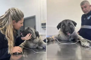 Kamyonetin arkasında ölüme sürüklenen köpeği Seren Serengil sahiplendi