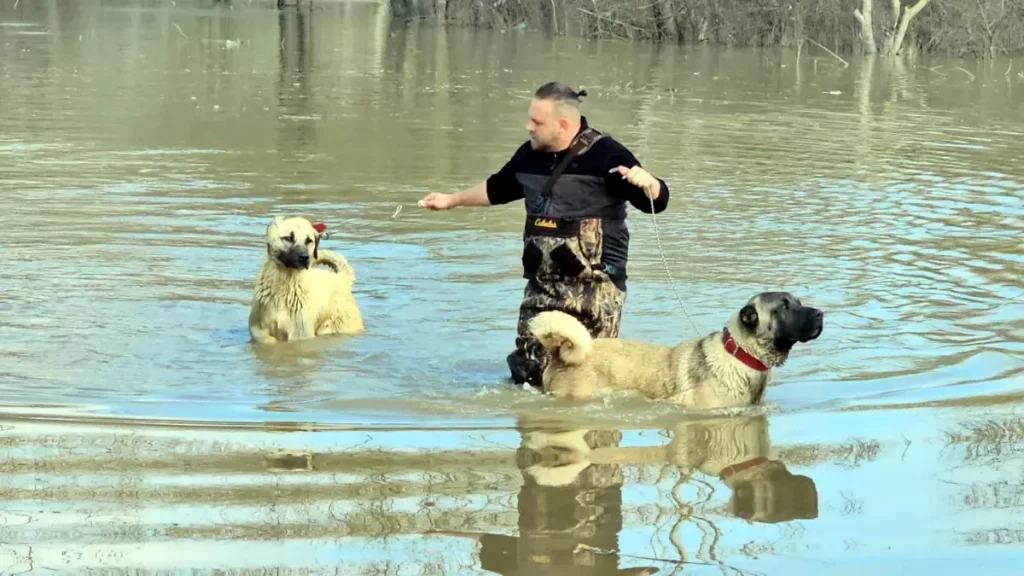 Meriç Nehri Taşınca Çiftlikler Su İçinde Kaldı
