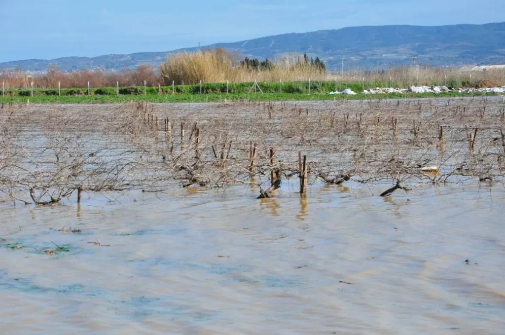 Nif Çayı Taştı, Üzüm Bağları Su Altında Kaldı