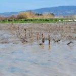 Nif Çayı Taştı, Üzüm Bağları Su Altında Kaldı