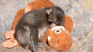 Oyuncak peluşu annesi sanan maymun dünya gündeminde