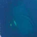 Rusya Baykal Gölü’nde bir tur aracı buz kırılınca suya düştü: 8 ölü