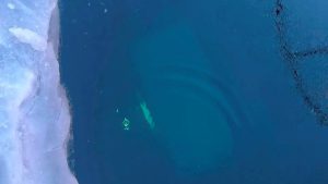 Rusya Baykal Gölü’nde bir tur aracı buz kırılınca suya düştü: 8 ölü