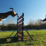 Sakarya’nın K9 Köpekleri Afetlere Hazırlanıyor