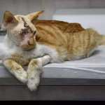 Saldırıya Uğrayan Kedi Ameliyatla Kurtarıldı