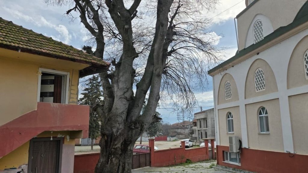 Samsun’da asırlık çitlembik ağacı için koruma çağrısı