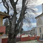 Samsun’da asırlık çitlembik ağacı için koruma çağrısı