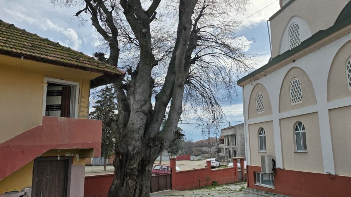 Samsun’da asırlık çitlembik ağacı için koruma çağrısı
