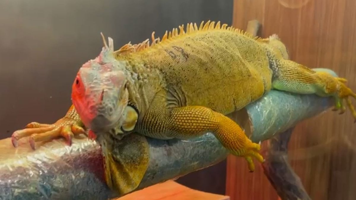 Samsun’da kaçak getirilen egzotik hayvanlar koruma altında