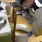 Samsun’da Tütün Kaçakçılığı Operasyonu