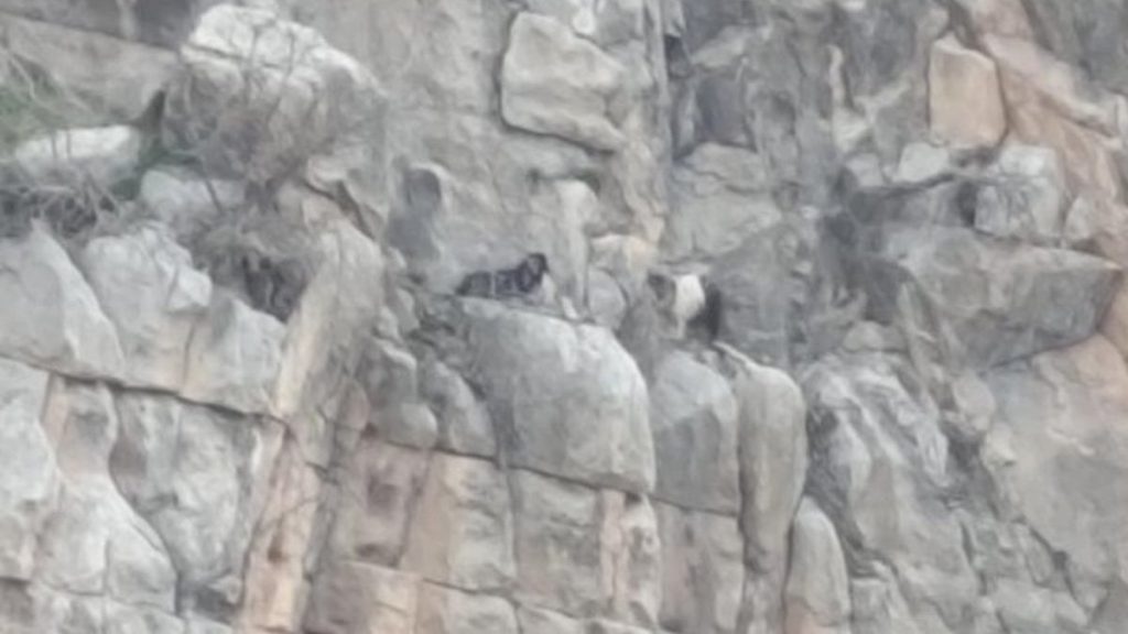 Siirt’te kayalıklarda mahsur kalan 2 keçi 4 gün sonra kurtarıldı