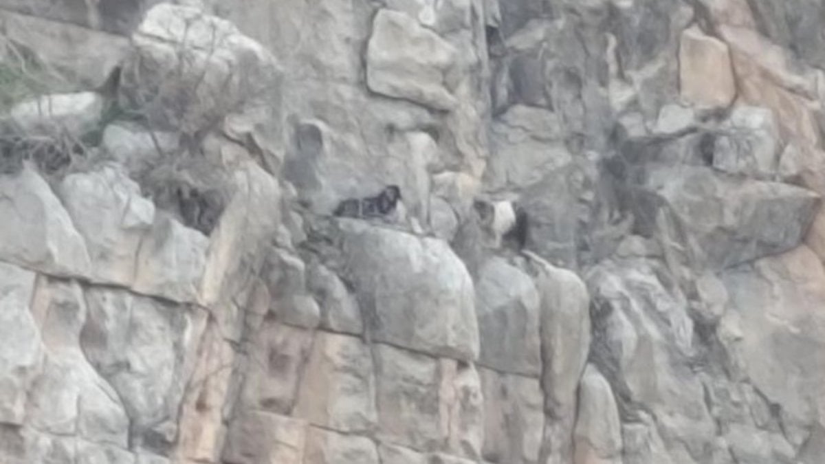 Siirt’te kayalıklarda mahsur kalan 2 keçi 4 gün sonra kurtarıldı