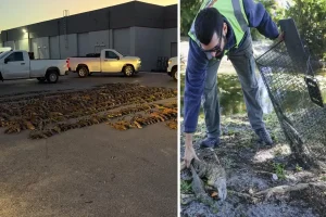 Soğuk hava binlerce iguanayı hareketsiz bıraktı, halk kafeslerle toplamaya başladı