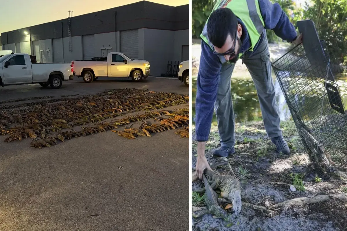 Soğuk hava binlerce iguanayı hareketsiz bıraktı, halk kafeslerle toplamaya başladı