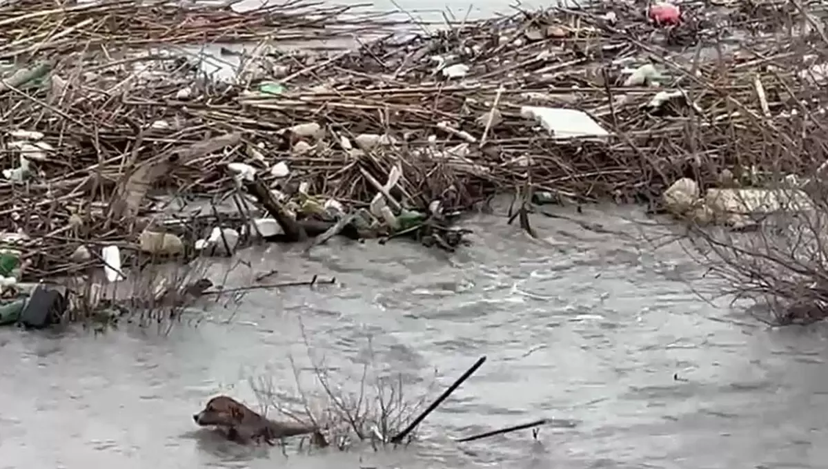 Sokak Köpeği Nehirde Hayatta Kalma Mücadelesi Verdi