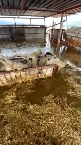 Söke’de Sağanak: 10 Koyun Telef Oldu